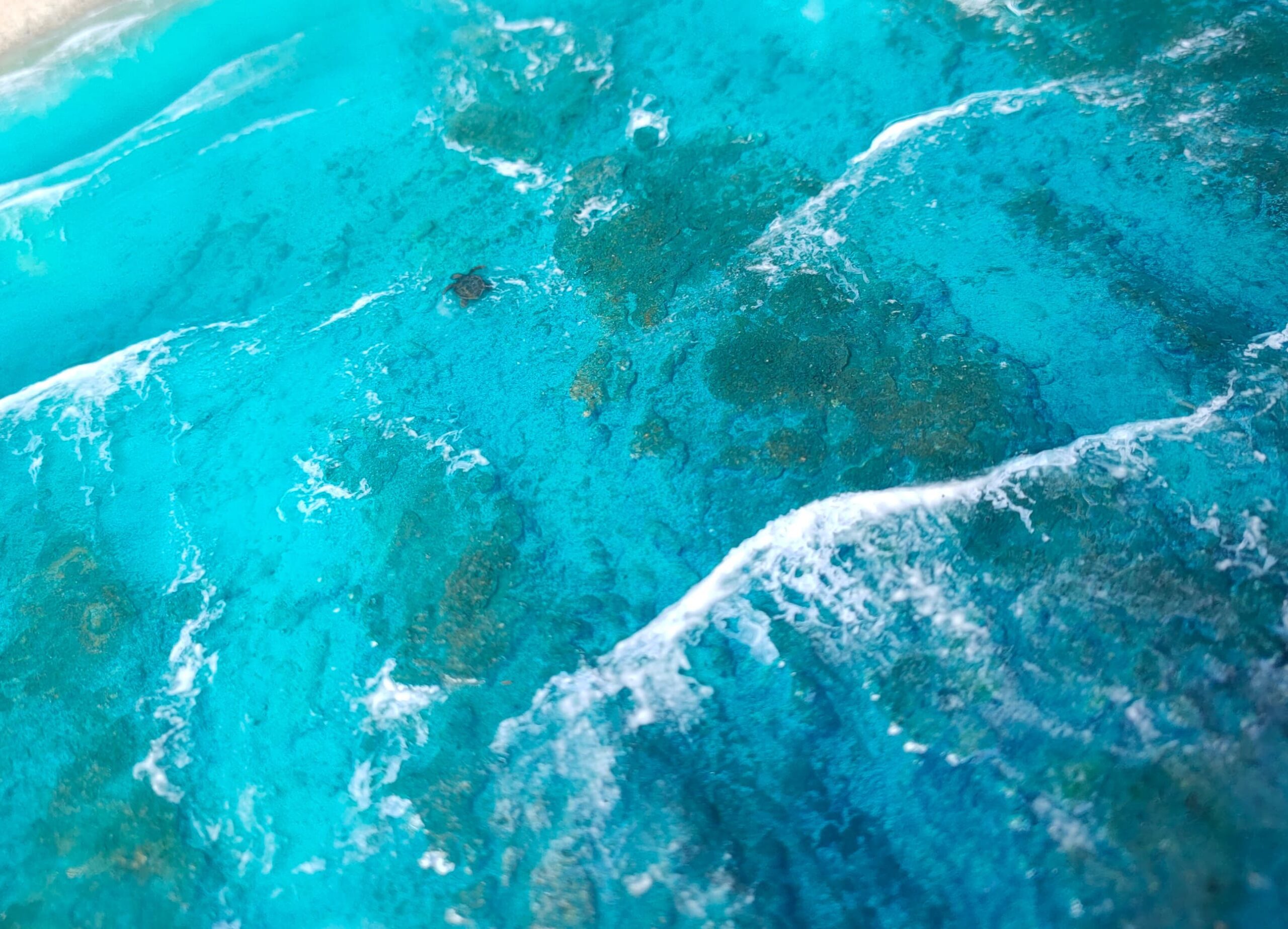 Les Belles Eaux, Tortue verte – Image 2
