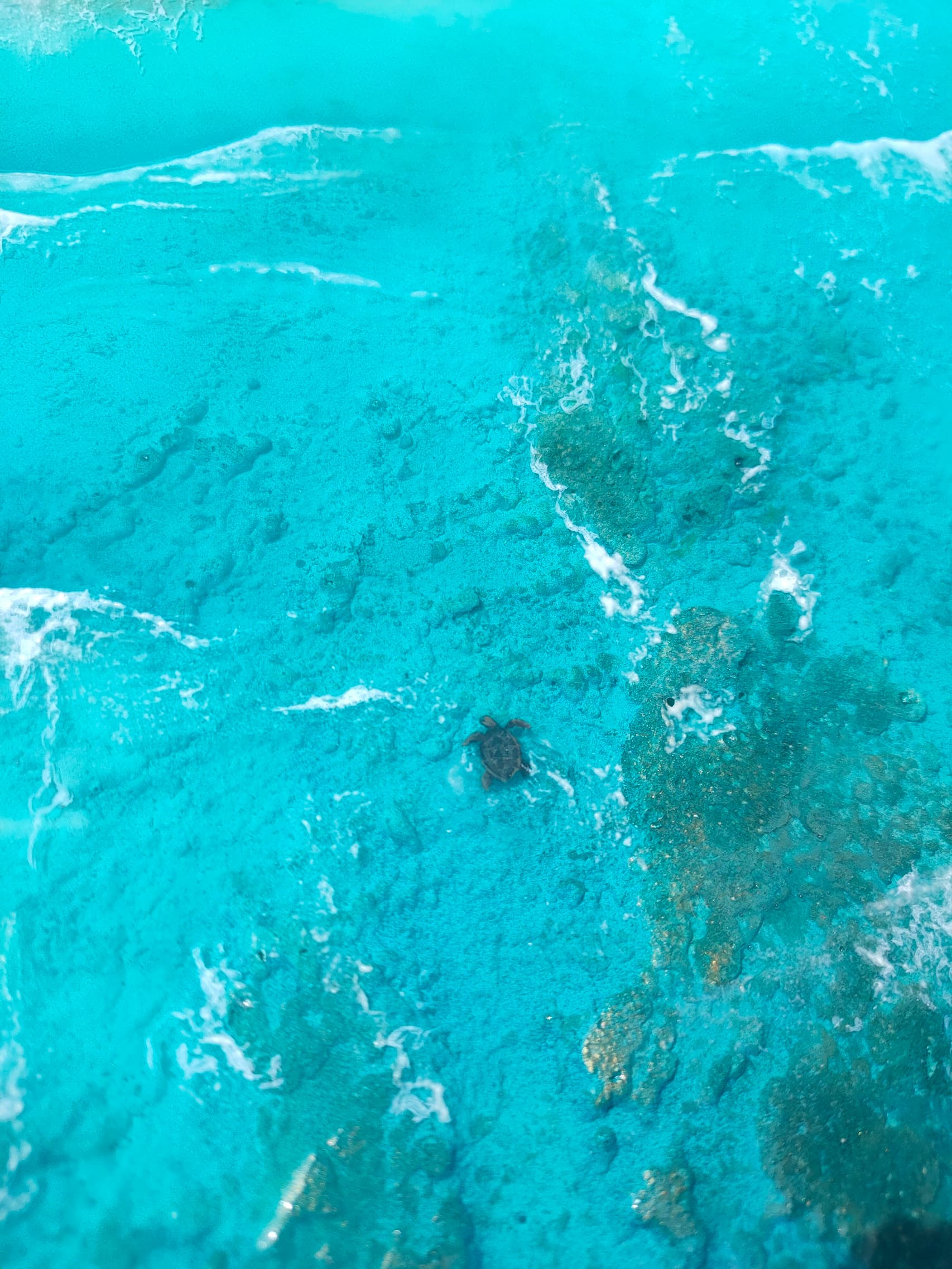 Les Belles Eaux, Tortue verte – Image 3